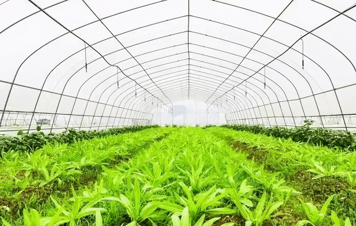 新型大棚蔬菜種植技術簡單易學種植戶們趕緊收藏