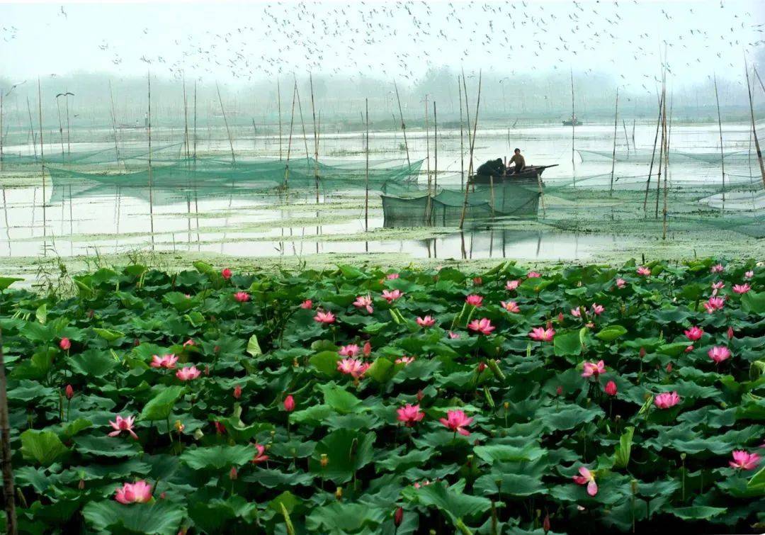 暑气渐消 秋风徐来 来微山湖旅游区感受碧波晚荷_荷花_九月_水芝丹
