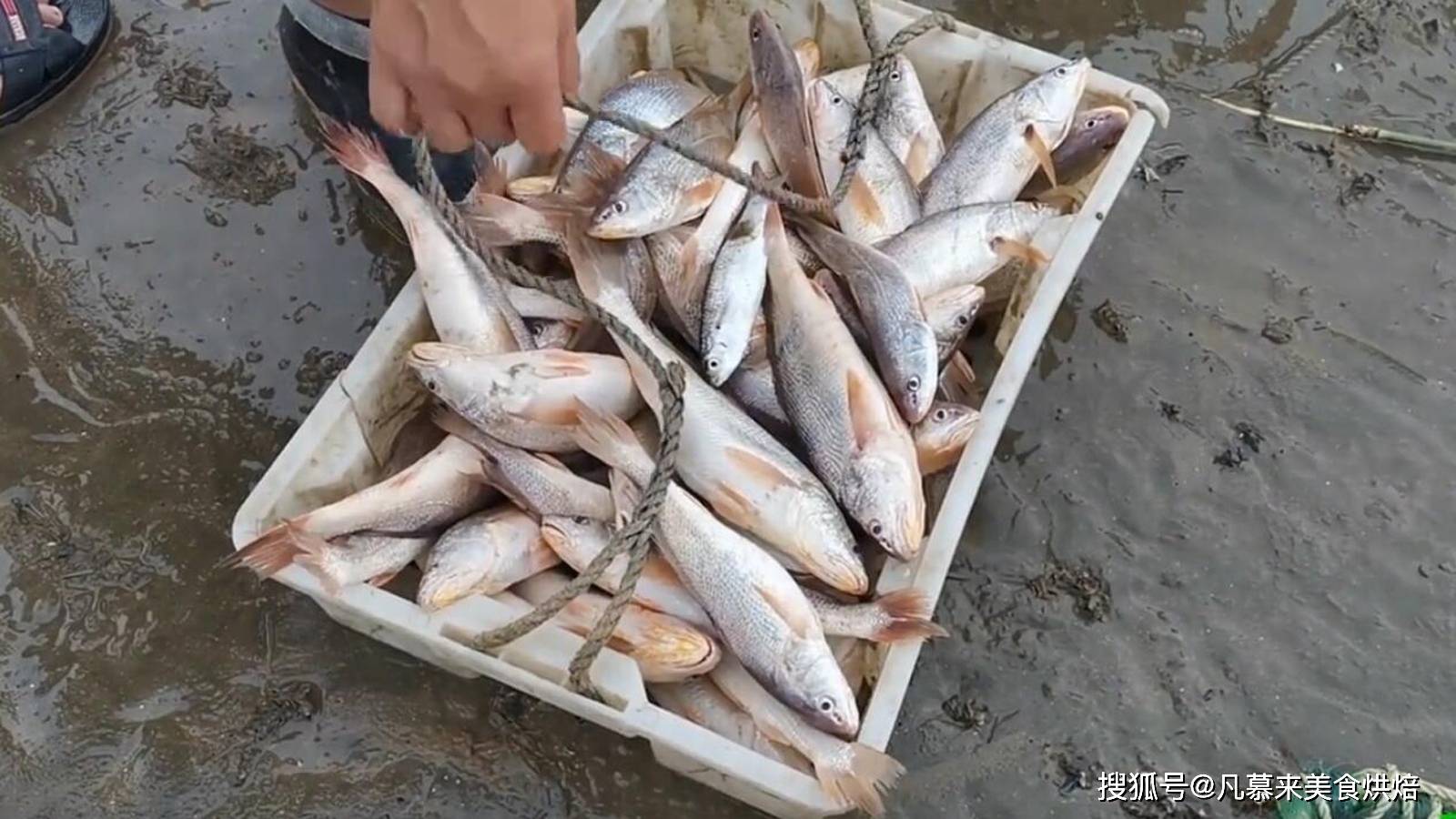 跟著覓大叔瞭解南海海鮮大全_大黃魚_捕撈_價格