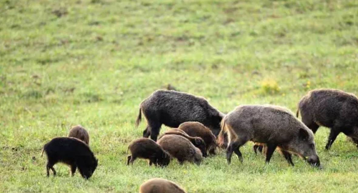 中国野猪泛滥,人猪大战不断上演,百万只野猪该怎样处理?