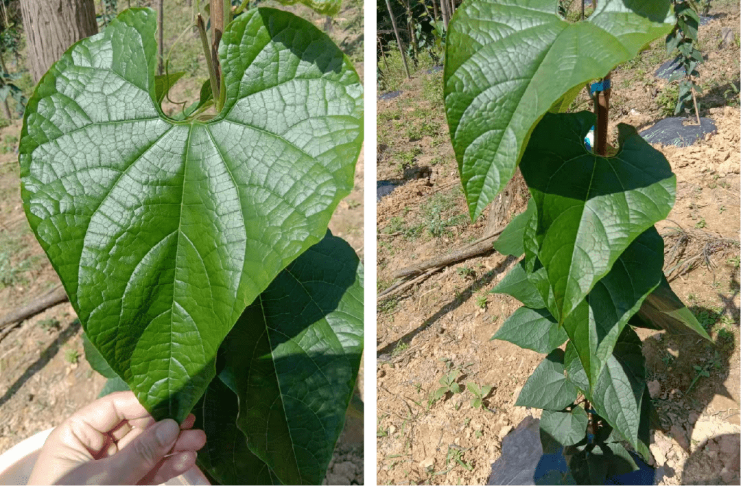 用果勒夫黑黄金 康百旺的罗汉果苗用了黑黄金和康百旺的罗汉果苗,叶片