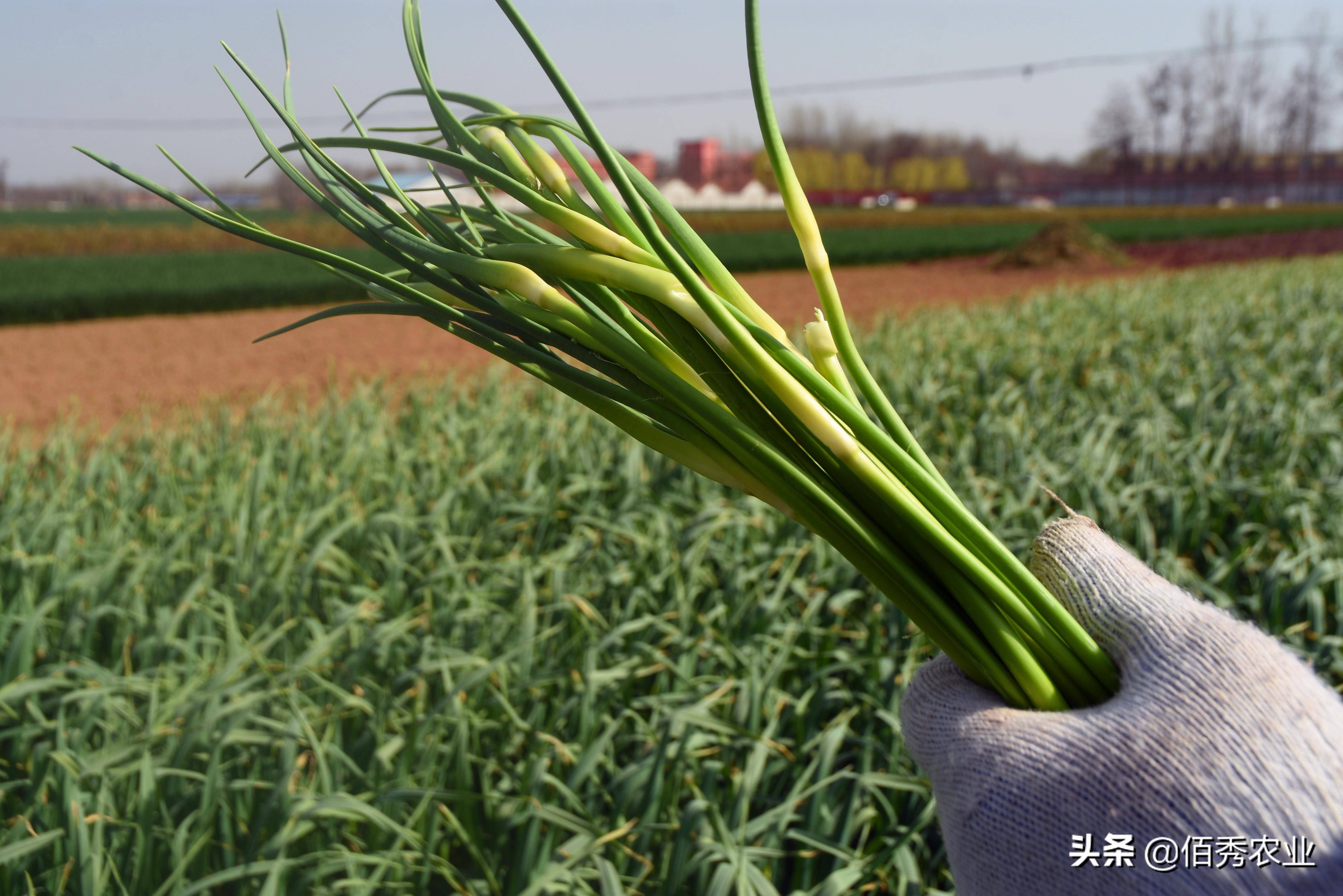 原創當代農民拔苗助長蒜薹還未成熟就收穫搞種植也需新花樣