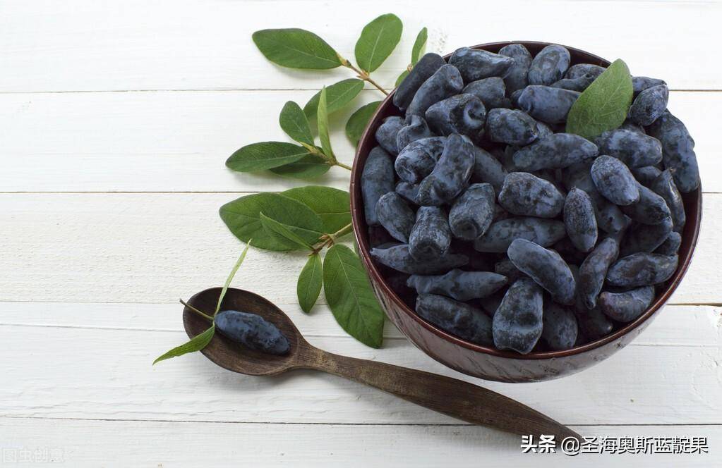 野生的蓝靛果营养成分会比种植的更高么?_食用_冷冻_方式