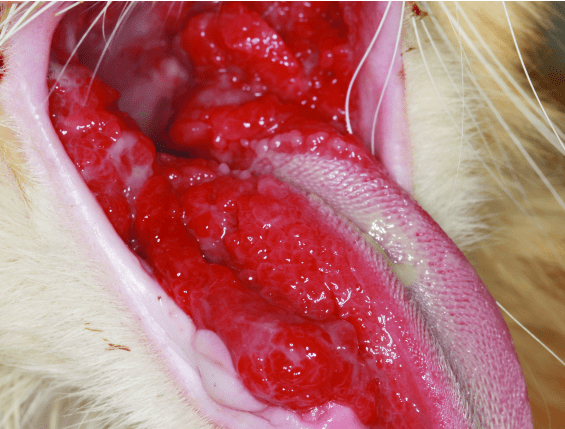 猫舌头上有红色溃疡图片