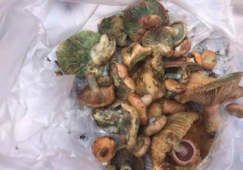 回味无穷,其实,铜绿菌是一种药用价值较高的菌类,具有清肝明目的功效