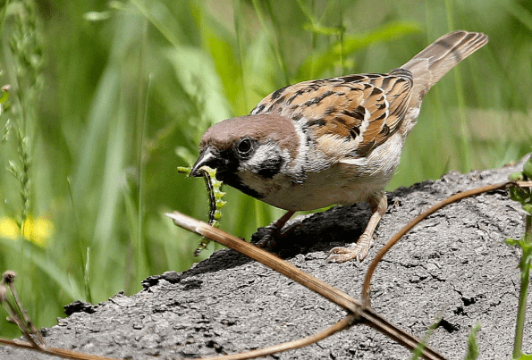 随处可见的麻雀,其实多是外来物种,国产麻雀都去哪了?_人类_数量_人们