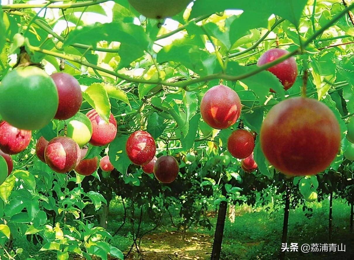 豆角的藤蔓一样,只要农民放任百香果藤蔓自由生长,多大的果园,棚架在