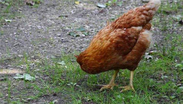 不可复制的传奇无头鸡,全国巡演18个月却死于意外_罗迪·奥_麦克_奥普