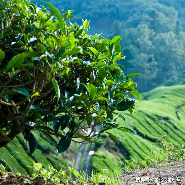 老化说普洱—云南为什么是茶树的原产地？
