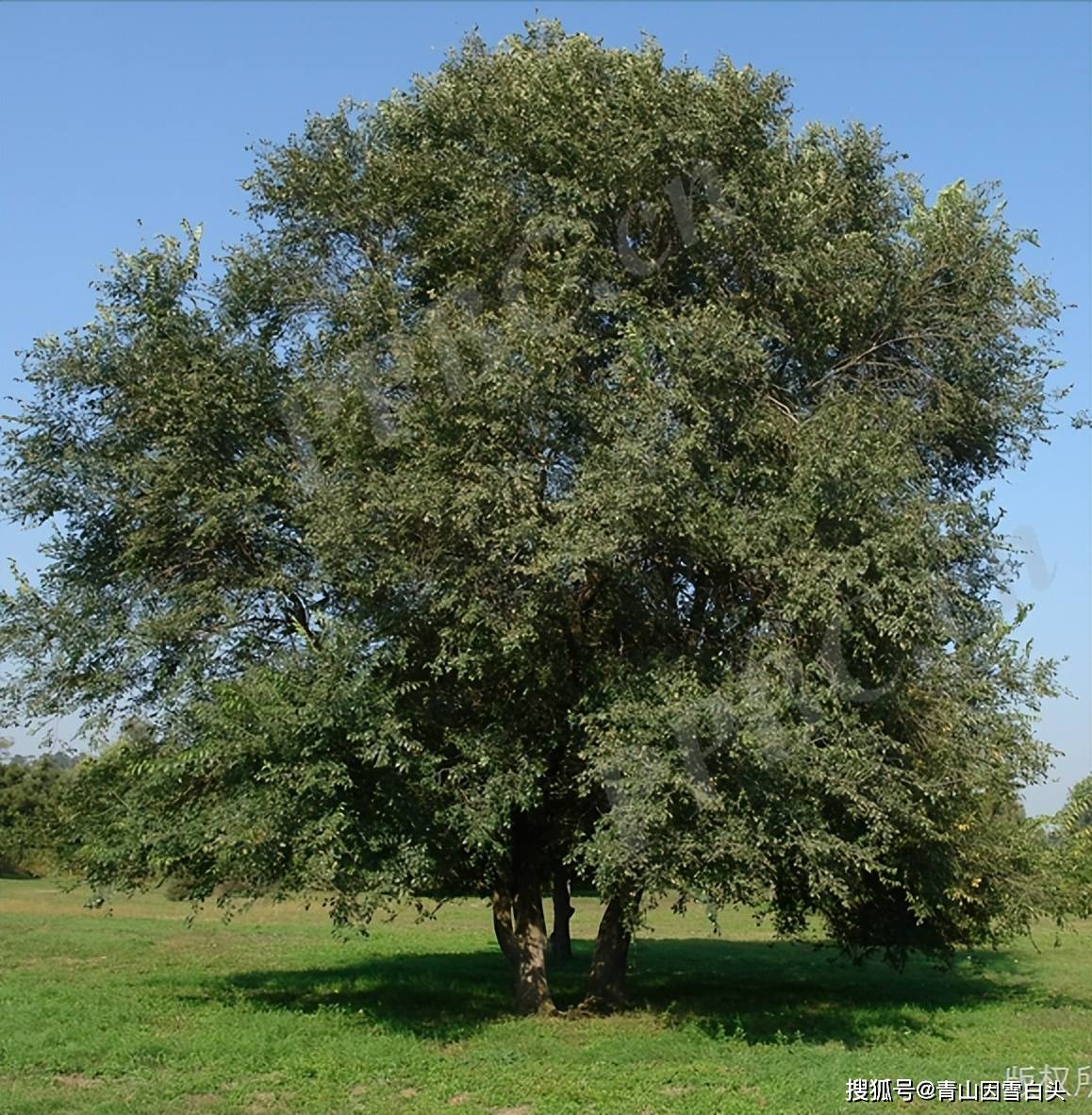 刺榆的市场前景怎么样?值得发展吗?_新品种_净化_树皮