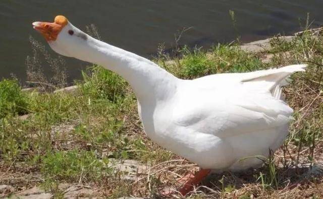 还有一种说法说的是蛇怕鹅粪,是因为鹅粪中含有对蛇有一定危害作用的