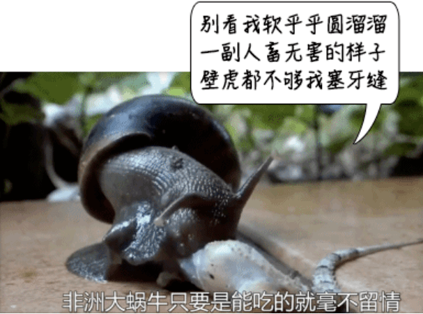 坐标桂林，如果你看到这种大蜗牛，别碰！别吃