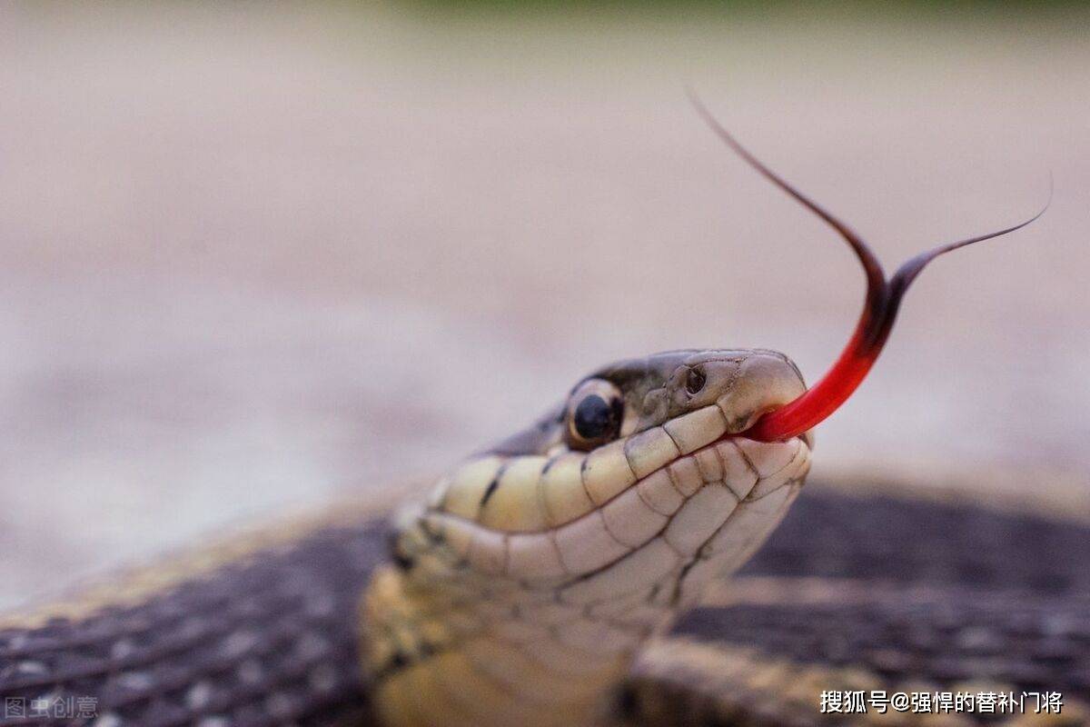 地头蛇舌头图片