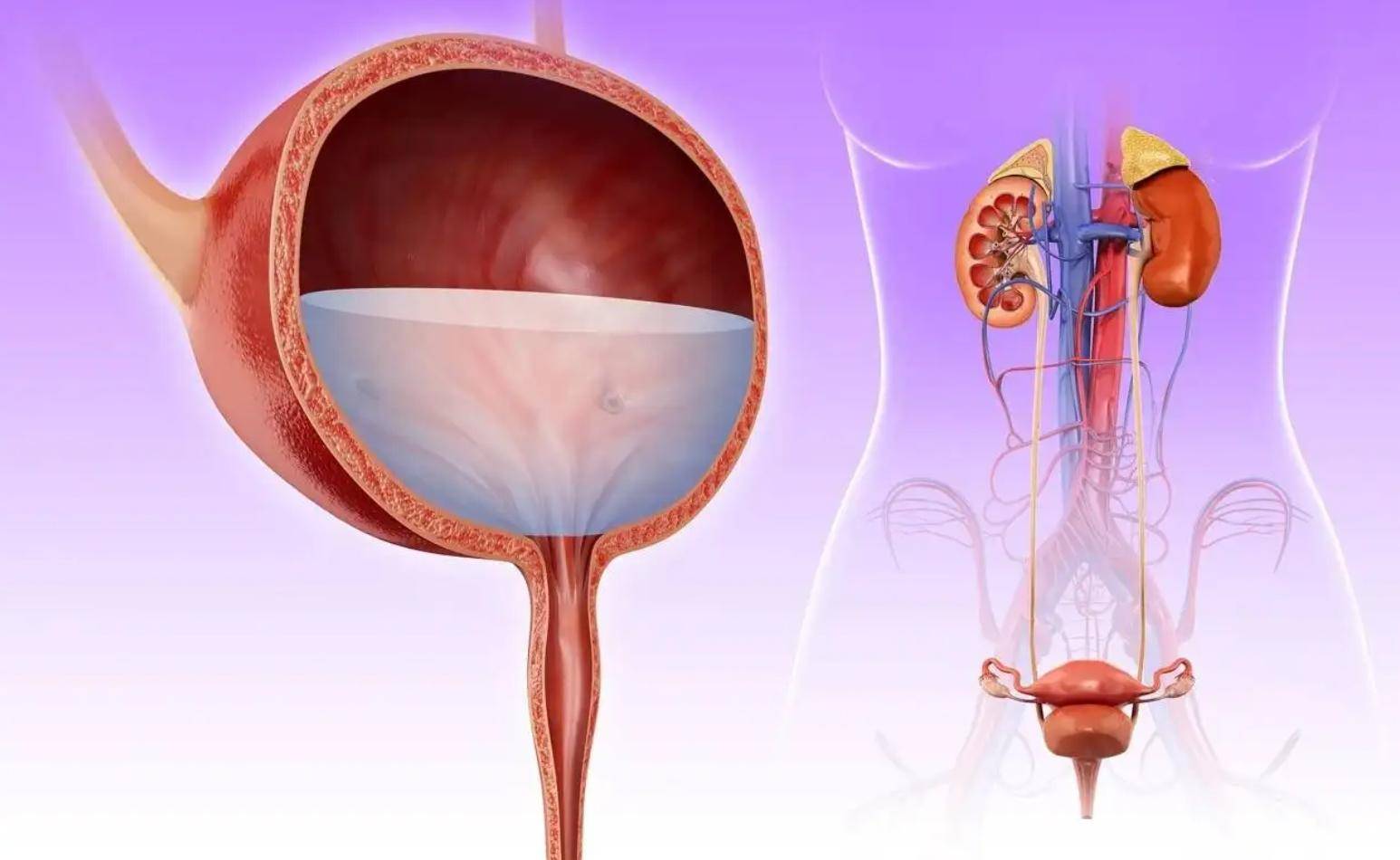 膀胱 身体部位图片