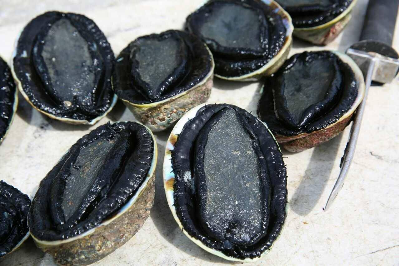 5厘米,同时还将鲍鱼生长繁殖较快的季节设定为禁捕期.