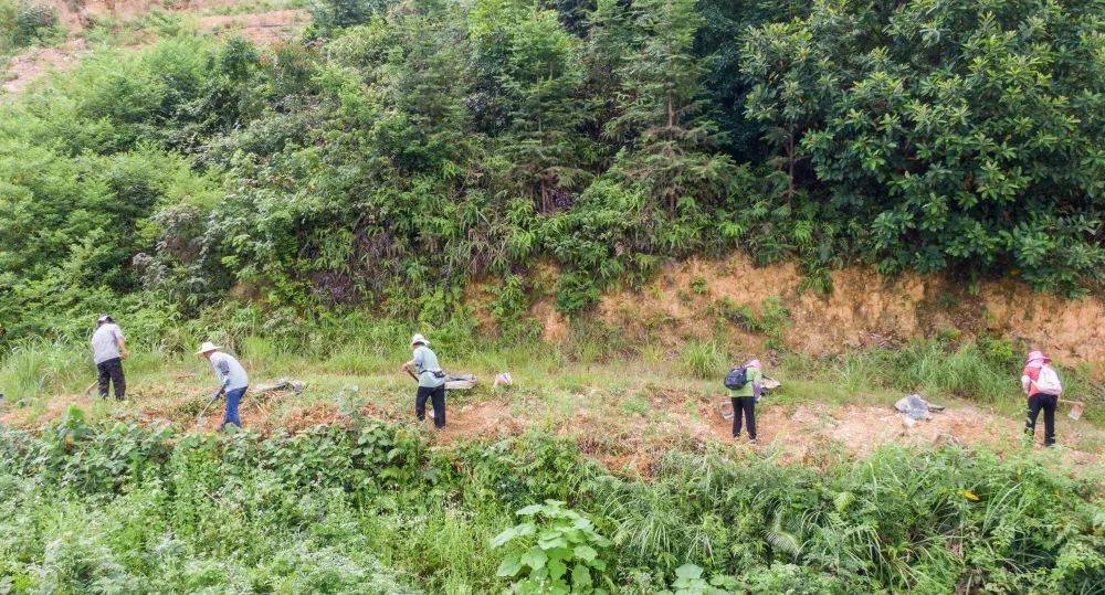 吴茱萸怎么种植每亩种多少棵合适