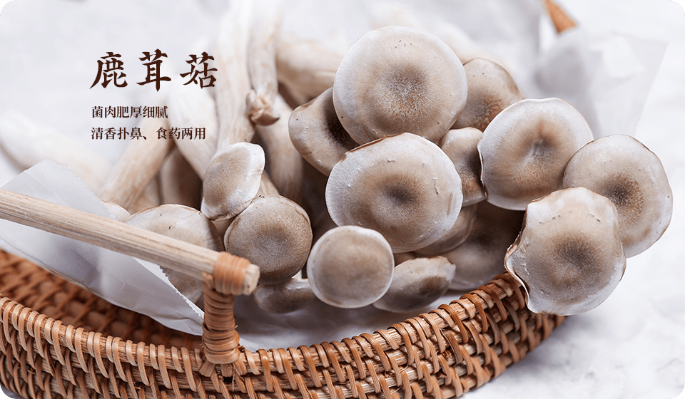 鹿茸菇的营养价值_食用_人体_癌症