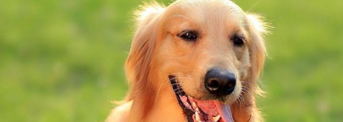 狗狗一分钟呼吸80次正常吗 接种 问题 主人