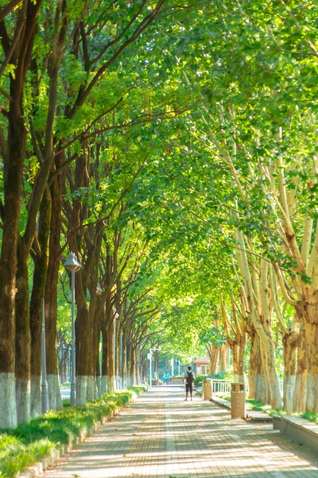 江汉绝美林荫道,太适合漫步了!_武汉_cm_法桐