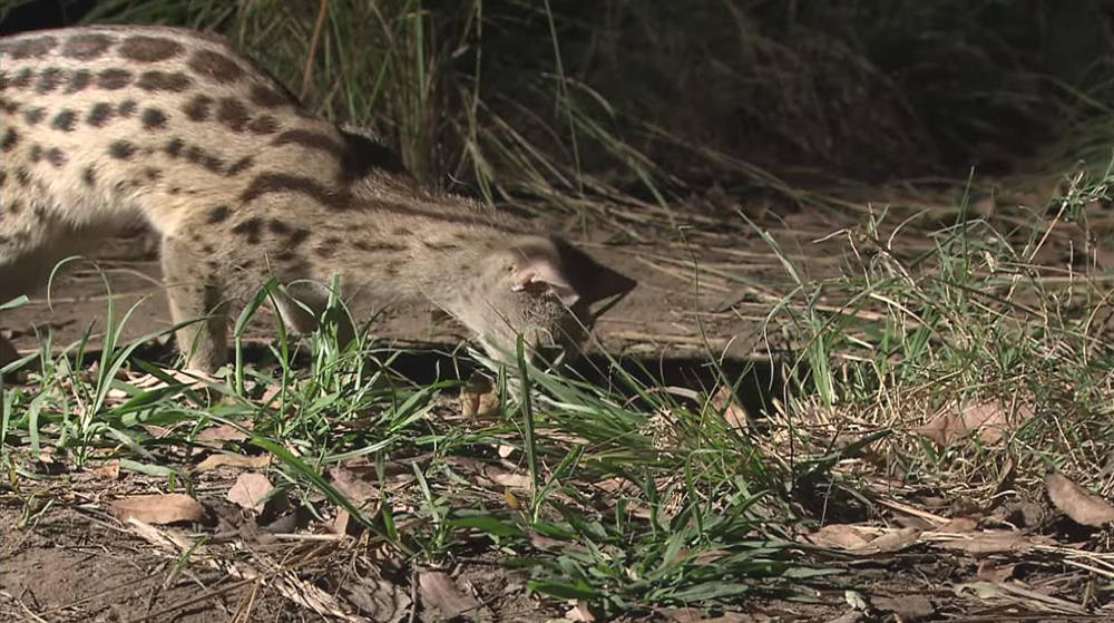 江西吉安发现斑林狸,长了一副瓜子脸,会偷吃家禽,也