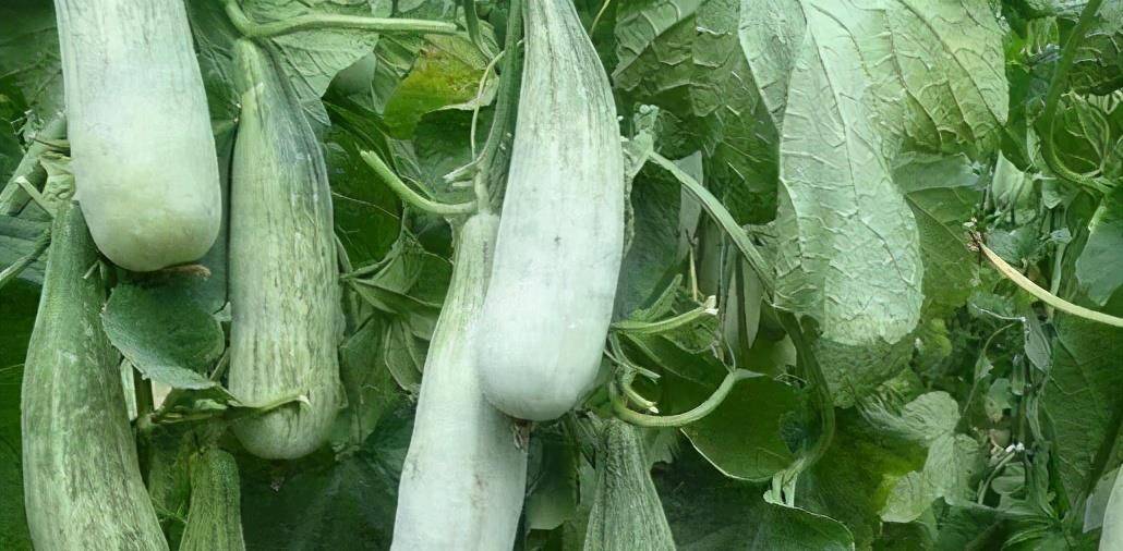 女人爱美 常吃3种食物 健脑益智 降压降脂 增强免疫力 食用 霸王花 养生