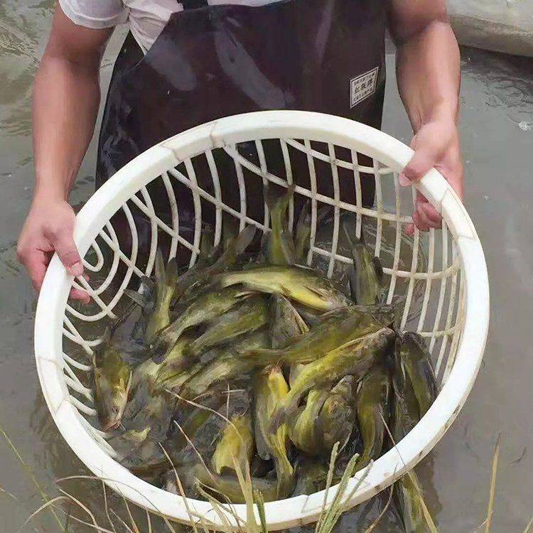 黃骨魚原本是野生魚類,隨著人們用網捕到,野生的黃骨魚平時就不怎麼多