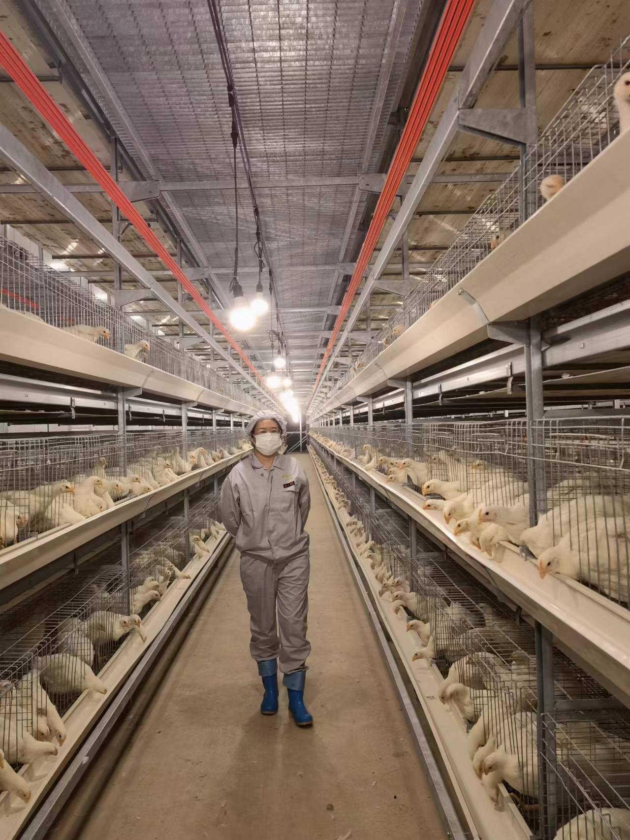 云南深山里,走出了中国首款白羽鸡"芯"