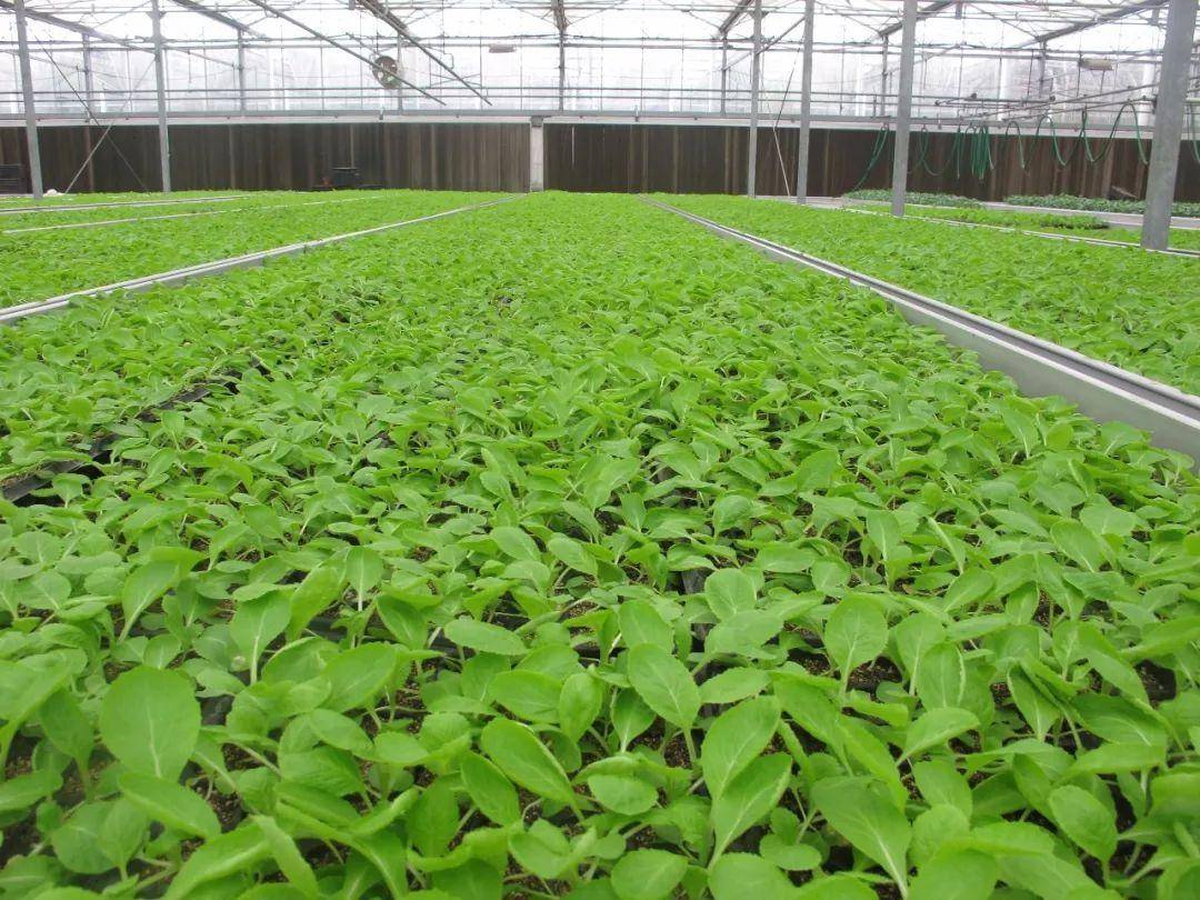 夏季高温季节如何培育蔬菜壮苗