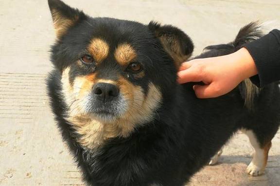 四眼狗眼睛上有两点,看起来好像有四只眼,所以有些