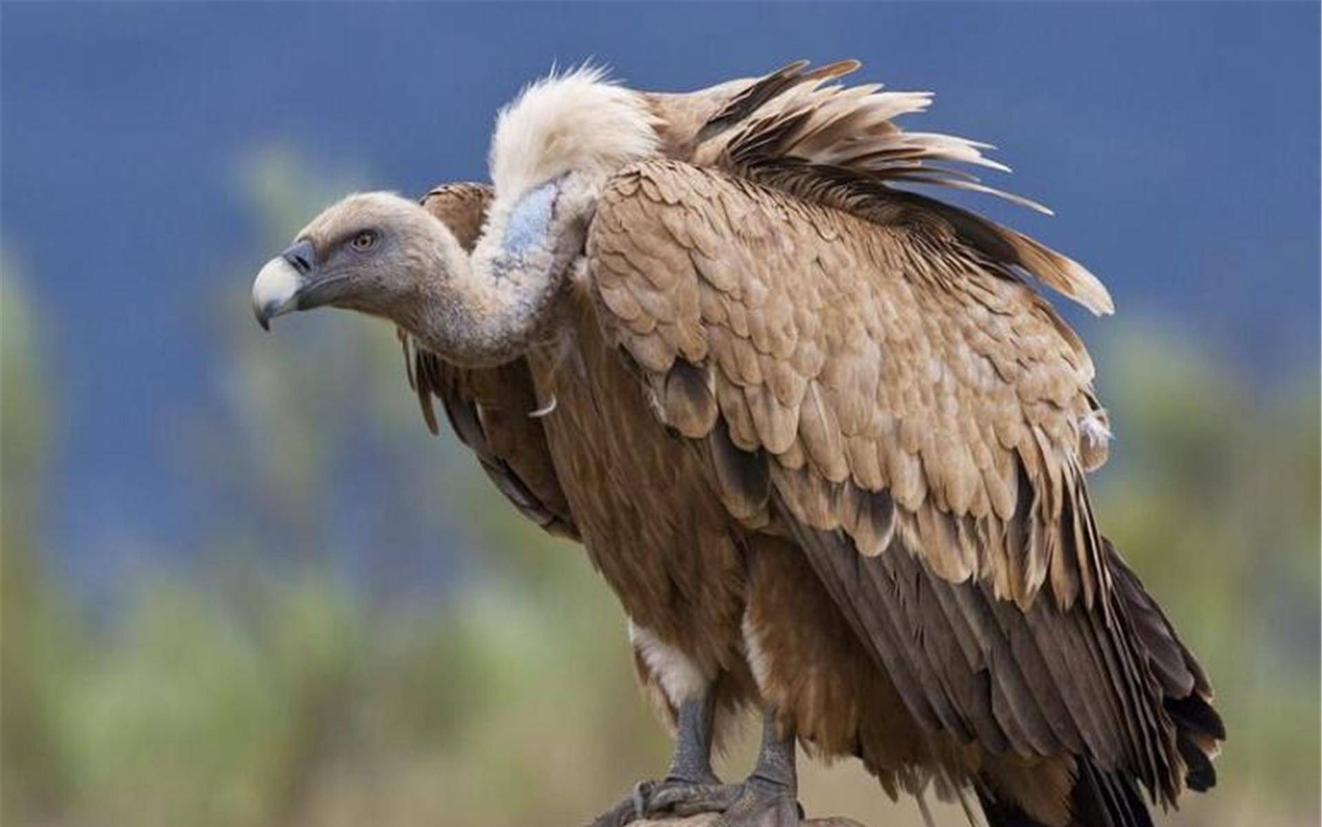 "腐肉之王"秃鹫,胃酸可腐蚀金属,百毒不侵却也有濒于灭绝危险_自然