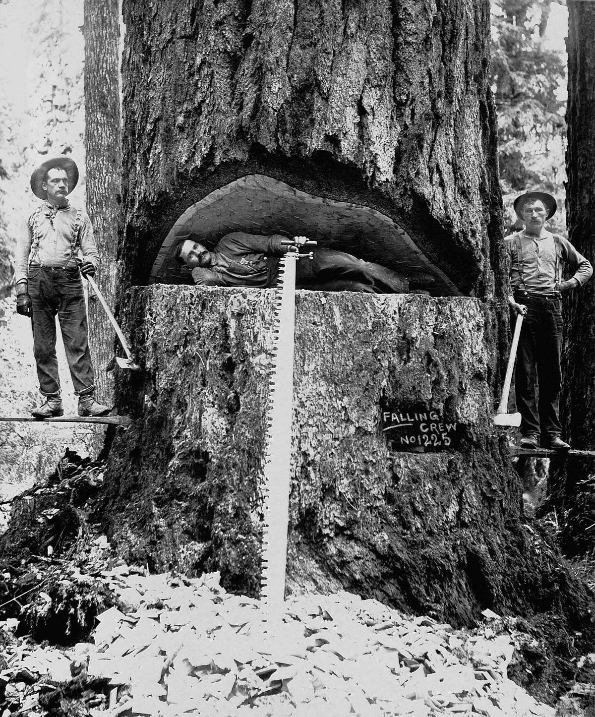 “红杉”直击百年前美国人伐木：千年古树被粗暴砍倒，巨树面前人类太渺小