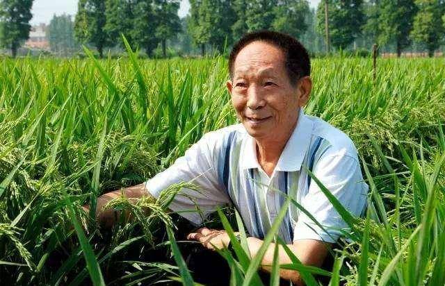 “袁隆平”袁隆平水稻育种，三系配套获得成功，他请有功之臣吃了二十根冰棍