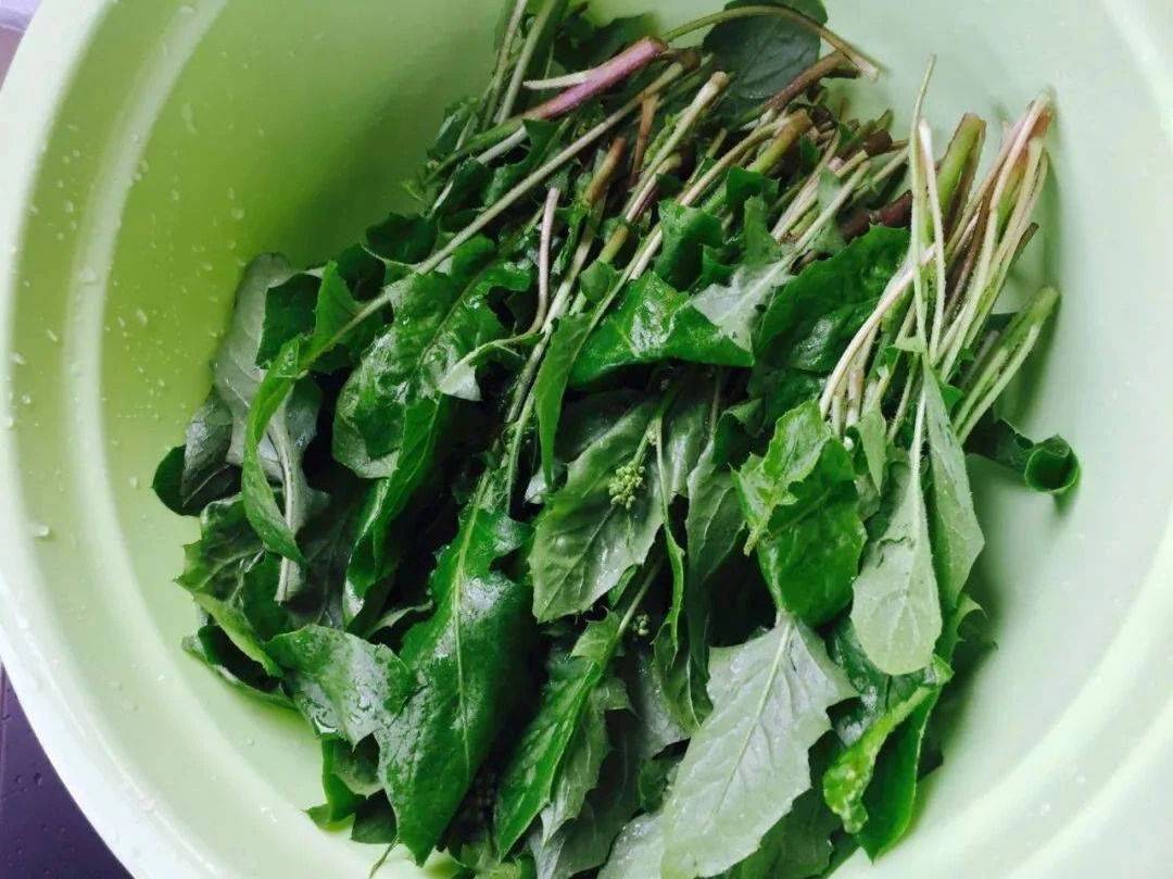 除了能吃,黄鹌菜还是一种药用植物,在《中草药手串》中就有记载:"黄鹌