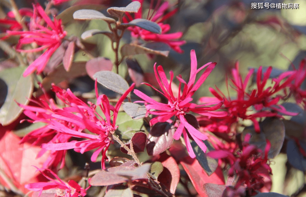 马路旁1种常见植物,人称红花檵木,原产湖南,价值颇高!_城市_公园_药物