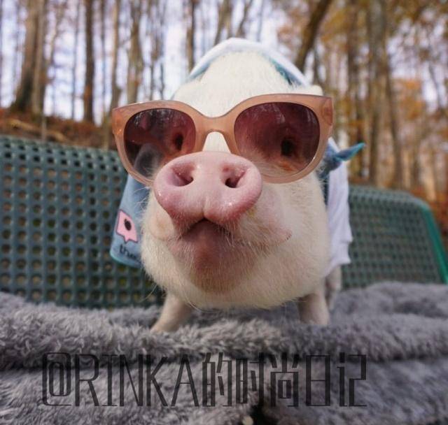 ig上三只宠物猪被主人打造成网红_hank_姐弟_美国的