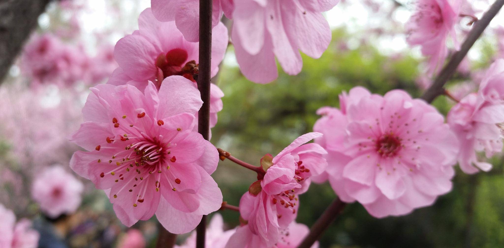植物虱母头,花朵虽然小却很鲜艳,籽儿虽然"黏人"却很"聪明"_红花_红色