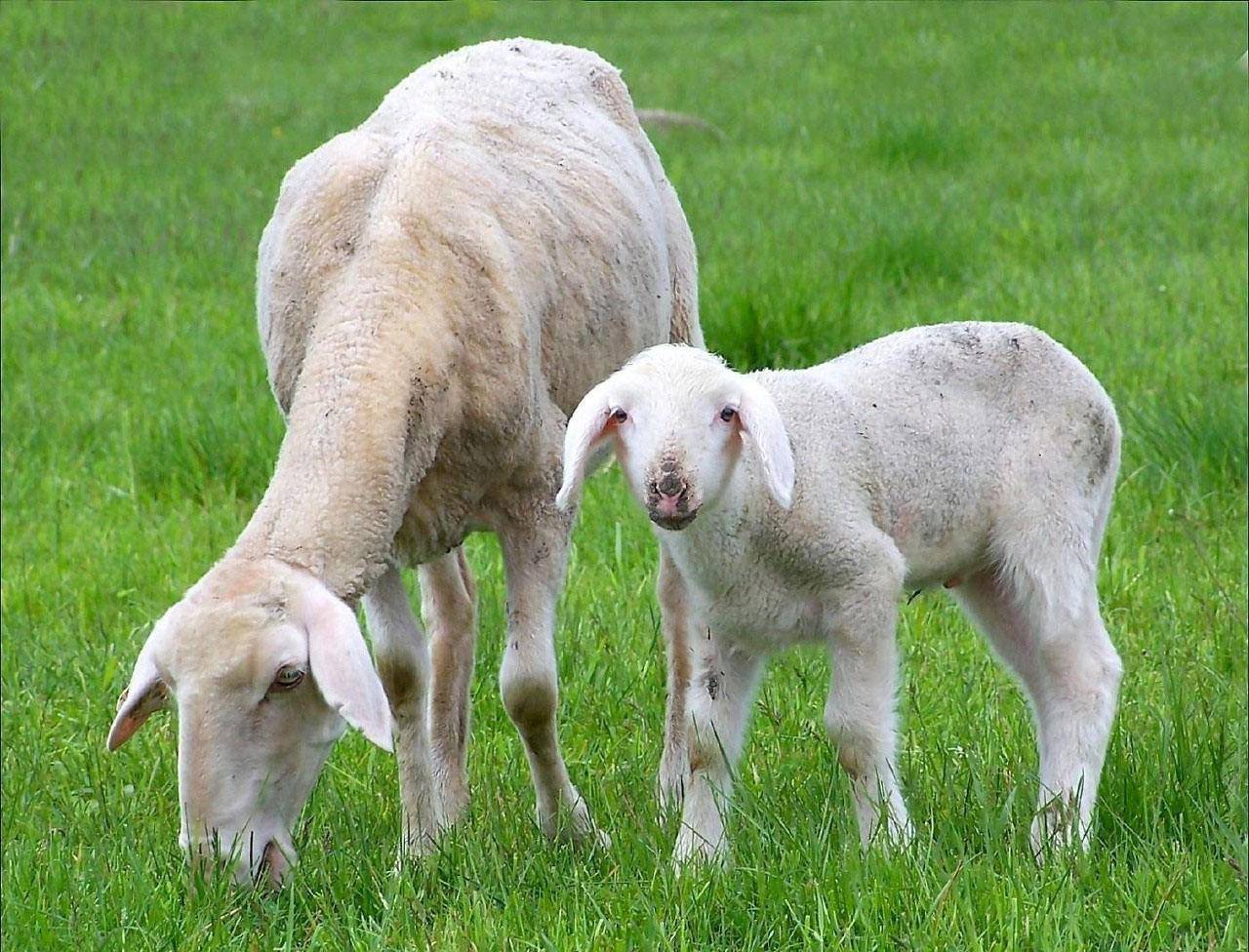 为什么要使用羊用B超机检测母羊胎仔数 - 哔哩哔哩