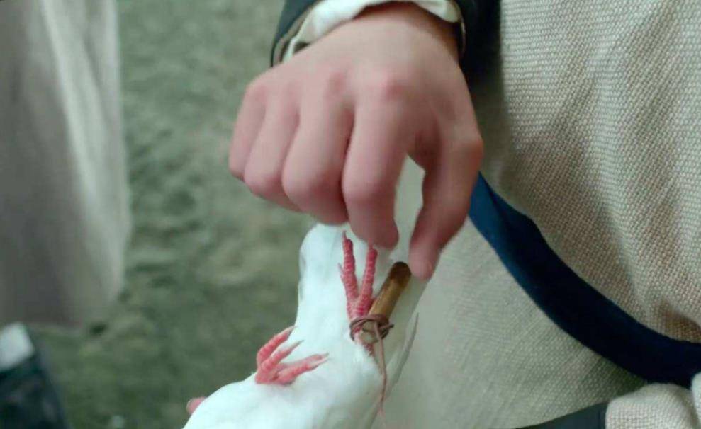 每部古代电视剧,都有几只持证上岗的鸽子,飞鸽传书真的靠谱吗?