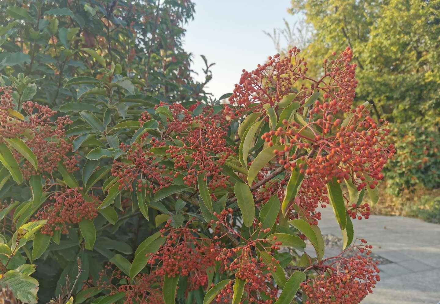 球花石楠球花石楠的果兒紅了,串串果兒掛在枝頭,這種果兒經冬不落,會