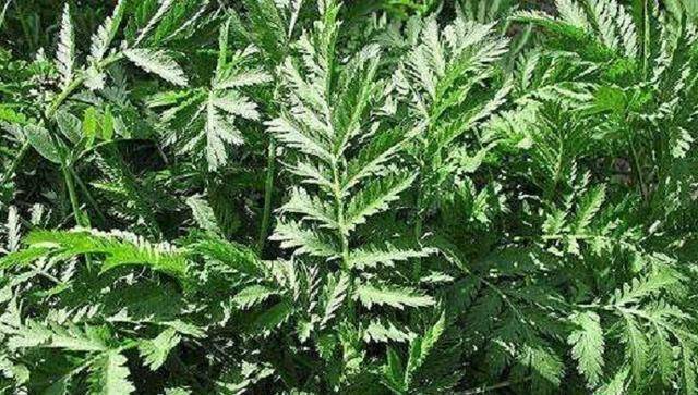 面对苏方撤资撤机器的举动,让我国药厂都束手无策,辛苦得来的蛔蒿从