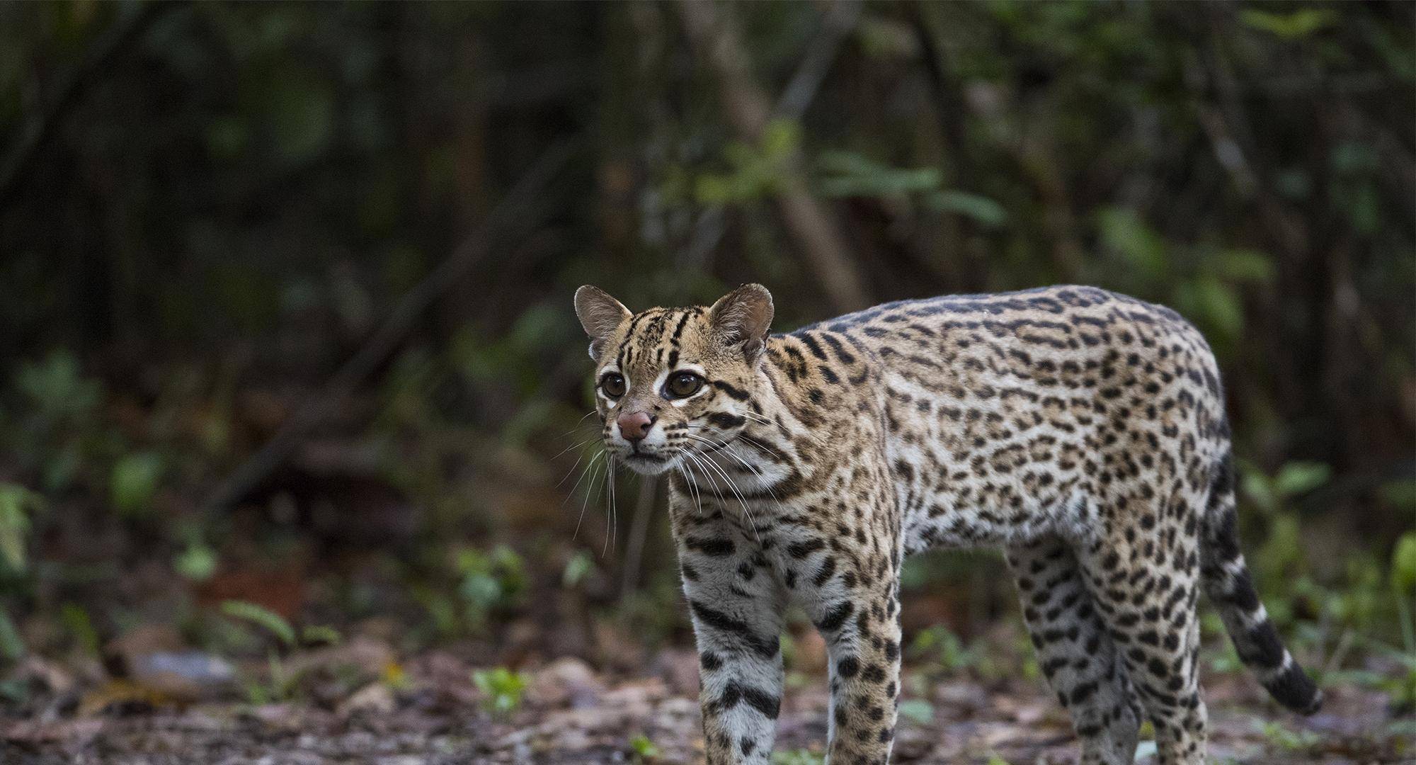 世界上最稀有的5种猫科动物,很多人都没见过_生活_大陆_品种