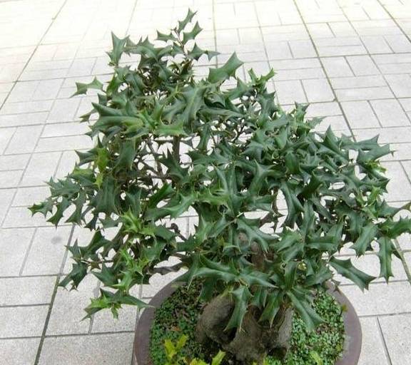 家里养棵猫儿刺,圣诞节时来打扮,养成盆景更值钱_进行_时候_果实