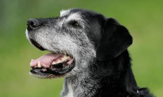 的诊断是任何形式的癌症当然会非常令人震惊和痛苦,但是当谈到骨癌时