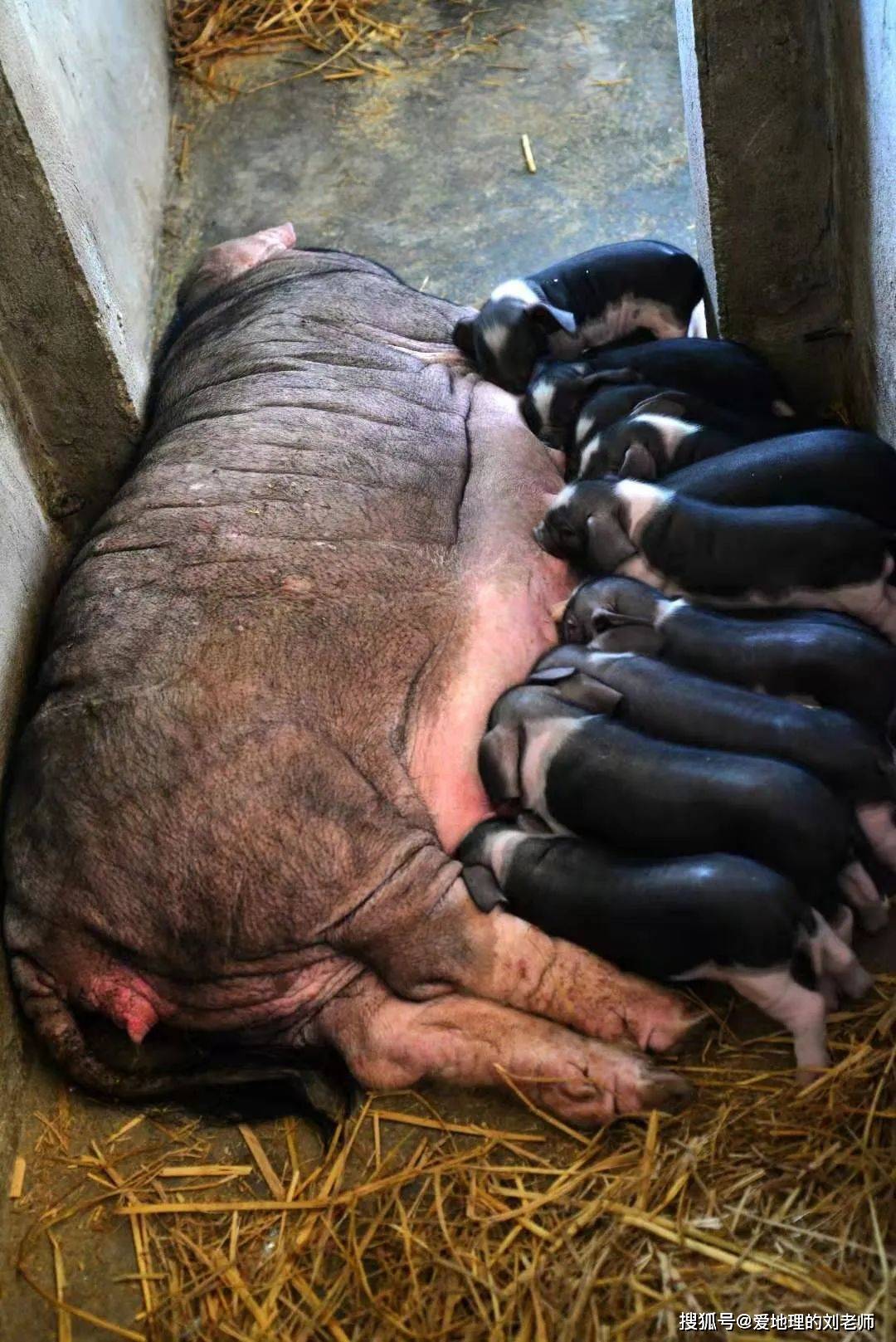 中国地方猪种地理与文化---仙居花猪_仙居县_浙江省台州市_杂交