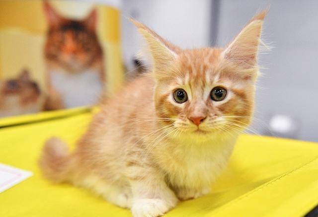 3,发情的对比母猫发情是会不停的叫唤,那叫声像婴儿,有点小恐怖,时常