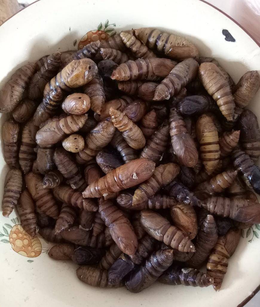 1,凉水将蚕蛹下锅煮十分钟,我这是山上捡来的野生蚕蛹,个头没有家养的