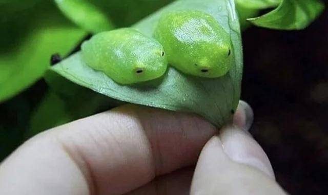 玻璃蛙:科幻名著《隐形人》说的是贪婪和愚蠢,而进化是合理的_青蛙