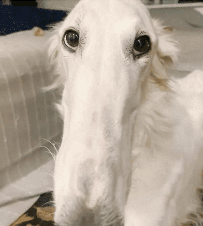 这脸也太长了,比驴脸还长,看上去那么不自然,会不会是ps的呢?