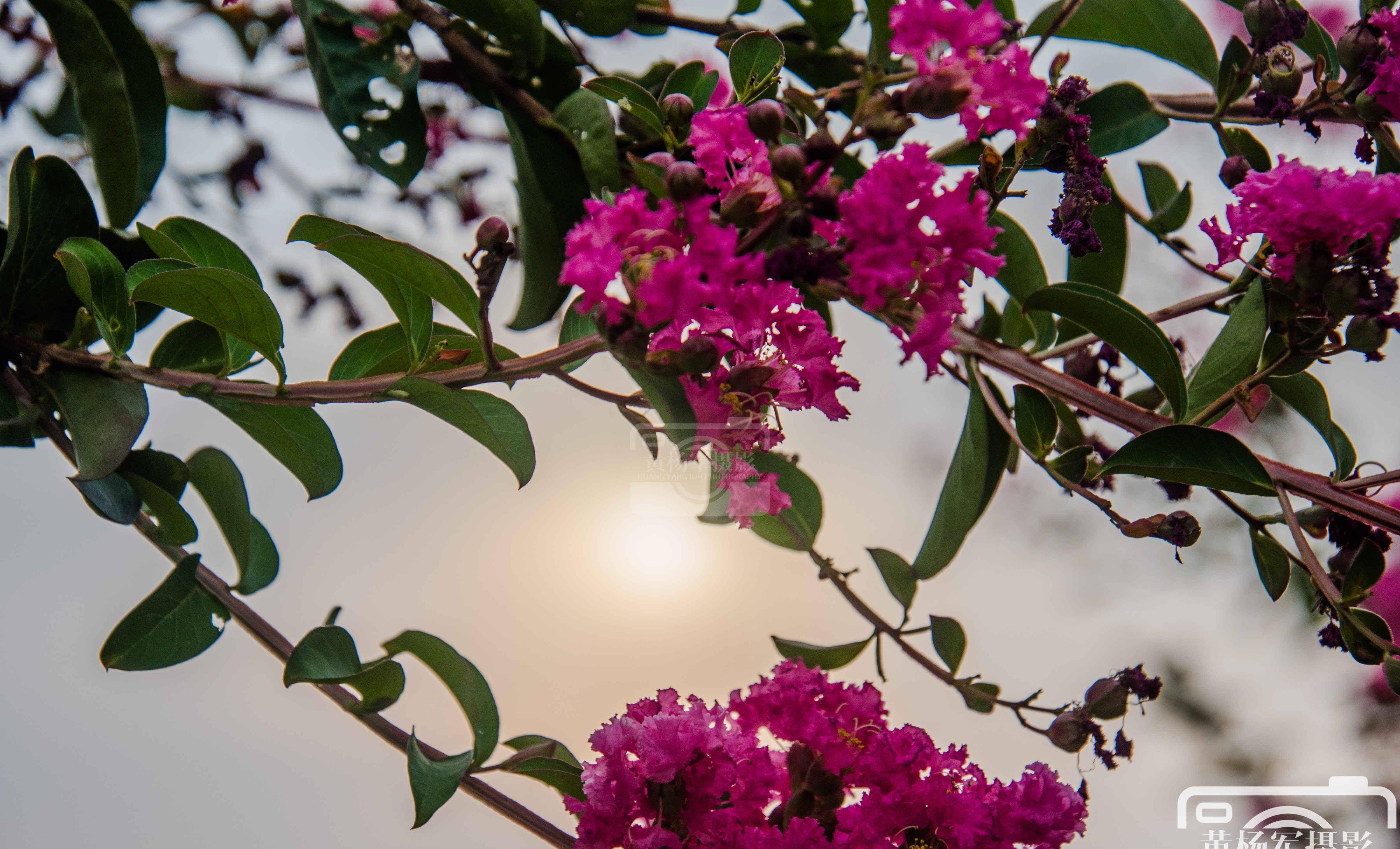 花与日落的图片图片