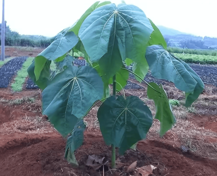 轻木,一年窜7米,世界上最轻的树,中国为何坚持引进种植?